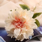 Цветы искусственные «Георгин Пигми», 11×60 см, кремовые - фото 51756162