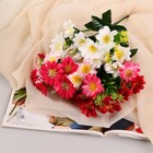 Букет "Астра бельгийская" 14 цветков, d-5 см h-30  см, микс - Фото 3