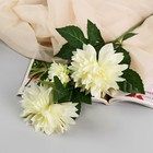 Цветы искусственные "Георгин садовый галант" 11х61 см, белый - фото 319402775