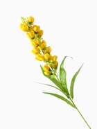 Цветы искусственные "Дремлик садовый" 3х84 см, жёлтый - фото 809299993