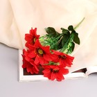 Букет "Анемоны галант" 6 цветков, d-8 см h-30 см, микс - Фото 1