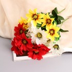 Букет "Анемоны галант" 6 цветков, d-8 см h-30 см, микс - Фото 3