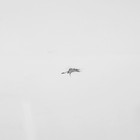 УЦЕНКА Поддон душевой стальной Ligeya, эмалированный, 900×900×150 мм, без сифона - Фото 6