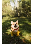 Комбинезон для собак, демисезонный с козырьком, размер 3XL (ДС 50, Ог 67, ОШ 51 см), жёлтый - Фото 10