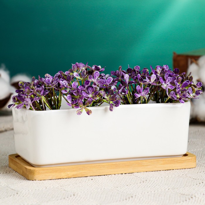 Горшок для кактусов и суккулентов «Бонсайка», 17×8×6 см, керамический, с поддоном, белый - Фото 1