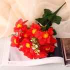 Букет "Бегония Топхэт" 12 цветков, d-7 см h-31 см, микс - Фото 1