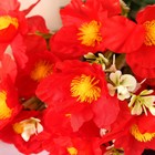 Букет "Бегония Топхэт" 12 цветков, d-7 см h-31 см, микс - Фото 2
