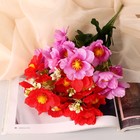Букет "Бегония Топхэт" 12 цветков, d-7 см h-31 см, микс - Фото 3