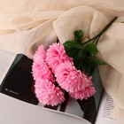 Букет "Хризантема кустовая" 6 цветков, d-7 см h-28 см, микс - фото 320444718