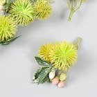 Цветы для декорирования "Эхинопс с ягодками" светло-зелёный 8 см - фото 281203467