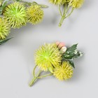 Цветы для декорирования "Эхинопс с ягодками" светло-зелёный 8 см - Фото 2