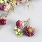 Цветы для декорирования "Эхинопс с ягодками" малиновый 8 см - фото 10452626