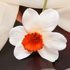 Цветы искусственные "Нарцисс" премиум, 9х35 см, бело-оранжевый - Фото 2