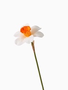 Цветы искусственные "Нарцисс" премиум, 9х35 см, бело-оранжевый - фото 809173976