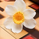 Цветы искусственные "Нарцисс" премиум, 9х35 см, бело-жёлтый - Фото 2
