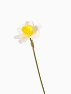 Цветы искусственные «Нарцисс», премиум, 9?35 см, бело-жёлтые (комплект 2 шт) - фото 53827454