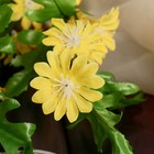 Цветы искусственные "Керрия" 4х65 см, жёлтый - фото 6898071