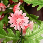 Цветы искусственные "Керрия" 4х65 см, розовый - Фото 2