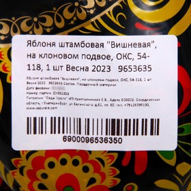

Яблоня штамбовая "Вишневая", на клоновом подвое, ОКС, 54-118, 1 шт Весна 2023