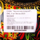 Саженец Слива привитая (ОКС) Чернослив ранний Сапфир 1 шт. Весна 2026  (артикул 9653669)  большой выбор товаров оптом и в розницу по низким ценам с доставкой