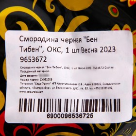 

Смородина черная "Бен Тибен", ОКС, 1 шт Весна 2023