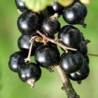 Саженец Смородина черная (ОКС) Кипиана, 1 шт, Осень 2025 9653677 - фото 8093906