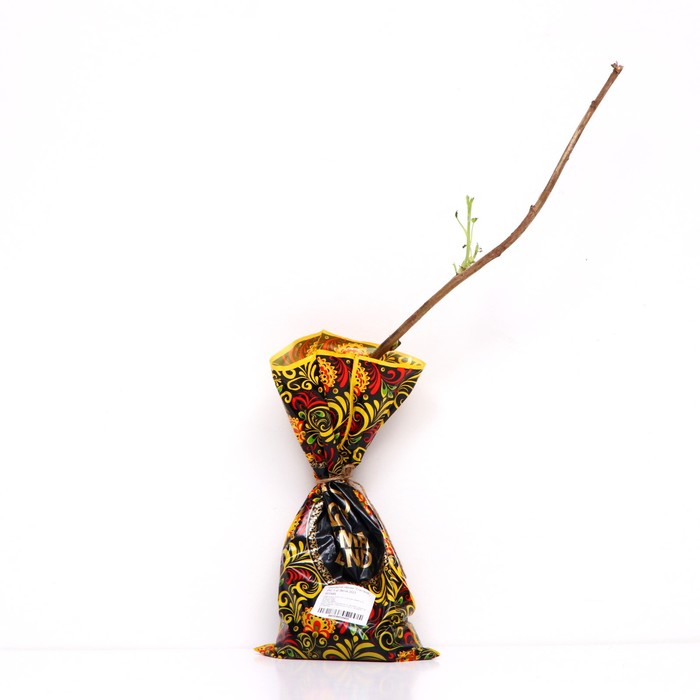 Саженец Смородина черная (ОКС) Сластена, 1 шт, Осень 2025