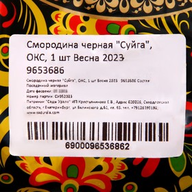 

Смородина черная "Суйга", ОКС, 1 шт Весна 2023