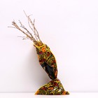 Саженец Крыжовник (ОКС) Янтарный, 1 шт, Осень 2025 - Фото 1