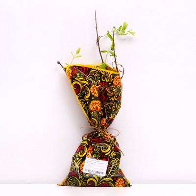 Саженец Жимолость (ОКС) Бореал Близзард, 1 шт, Осень 2025