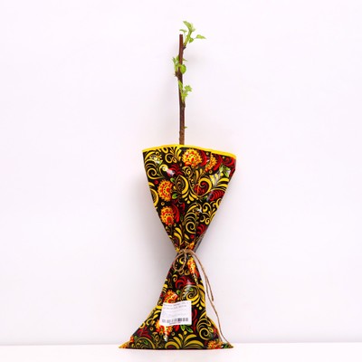 Саженец Малина (ОКС) Метеор 1 шт. Весна 2026