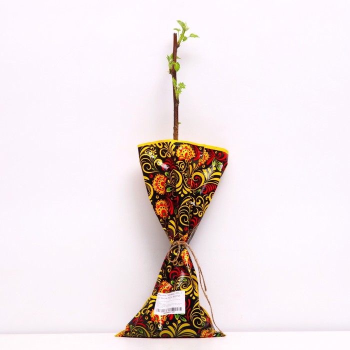 Саженец Малина (ОКС) Метеор 1 шт. Весна 2026 - Фото 1