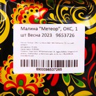 Саженец Малина (ОКС) Метеор 1 шт. Весна 2026 - Фото 2