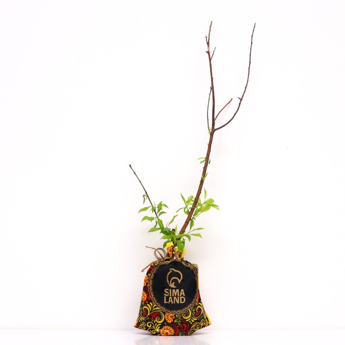 

Саженец Алыча Подарок С-Петербургу, Горшок 9*9*14, Лето 2024