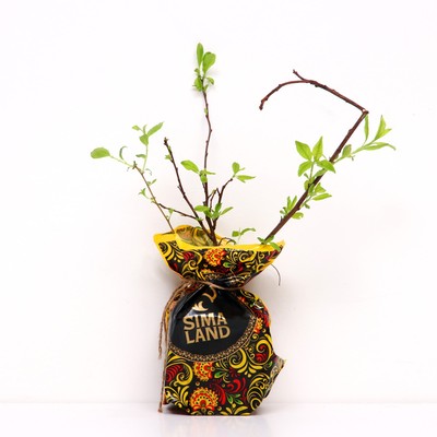 Саженец Сливово-вишневый гибрид Опата 1 шт. Весна 2026