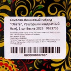 Саженец Сливово-вишневый гибрид Опата 1 шт. Весна 2026  (артикул 9653735)  большой выбор товаров оптом и в розницу по низким ценам с доставкой