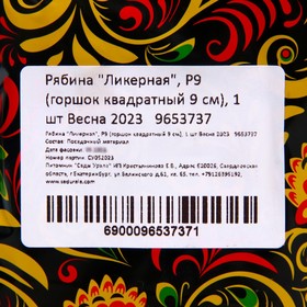 

Рябина "Ликерная", Р9 (горшок квадратный 9 см), 1 шт Весна 2023