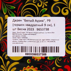 

Дерен "Белый Ауреа", Р9 (горшок квадратный 9 см), 1 шт Весна 2023