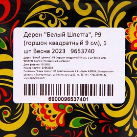

Дерен "Белый Шпетта", Р9 (горшок квадратный 9 см), 1 шт Весна 2023