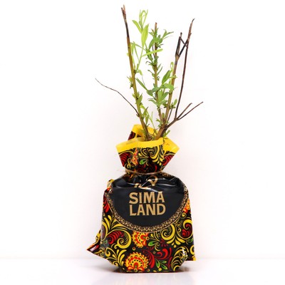 Саженец Ива р9 Водопад 1 шт. Весна 2026