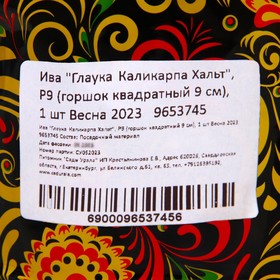 

Ива "Глаука Каликарпа Хальт", Р9 (горшок квадратный 9 см), 1 шт Весна 2023