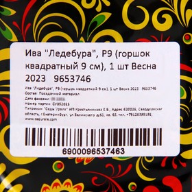 

Ива "Ледебура", Р9 (горшок квадратный 9 см), 1 шт Весна 2023