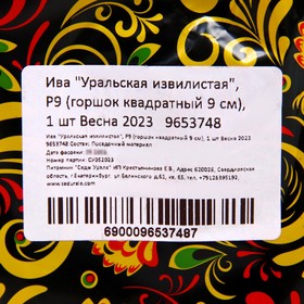 

Ива "Уральская извилистая", Р9 (горшок квадратный 9 см), 1 шт Весна 2023