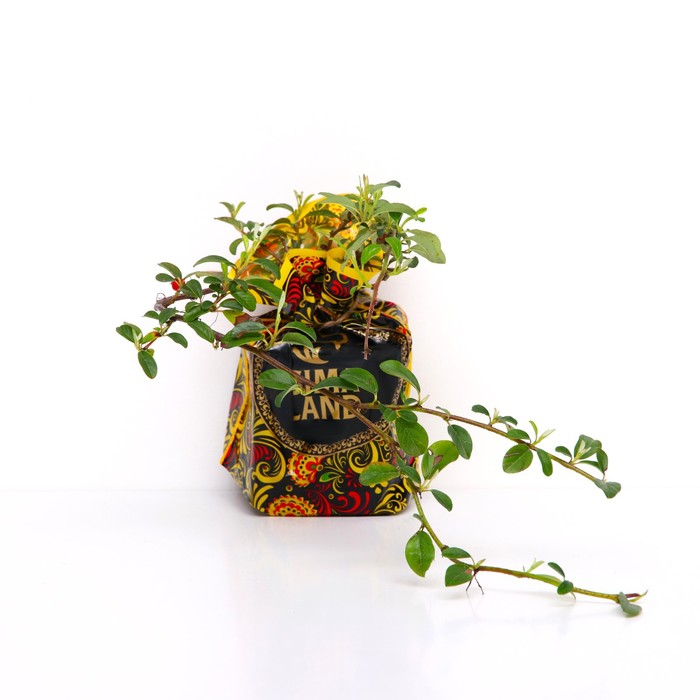 Саженец Кизильник (горшок р9) Мажор, 1 шт, Осень 2025 - Фото 1