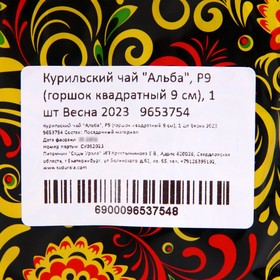 

Курильский чай "Альба", Р9 (горшок квадратный 9 см), 1 шт Весна 2023