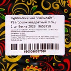 Саженец Курильский чай (горшок р9) Лаймлайт, 1 шт, Осень 2025 9653758 - фото 8093931