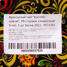 

Курильский чай "Хоплейс оранж", Р9 (горшок квадратный 9 см), 1 шт Весна 2023
