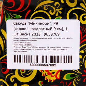 

Сакура "Микинори", Р9 (горшок квадратный 9 см), 1 шт Весна 2023