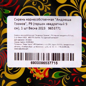 

Сирень корнесобственная "Андрюша Громов", Р9 (горшок квадратный 9 см), 1 шт Весна 2023