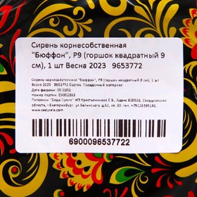 

Сирень корнесобственная "Бюффон", Р9 (горшок квадратный 9 см), 1 шт Весна 2023